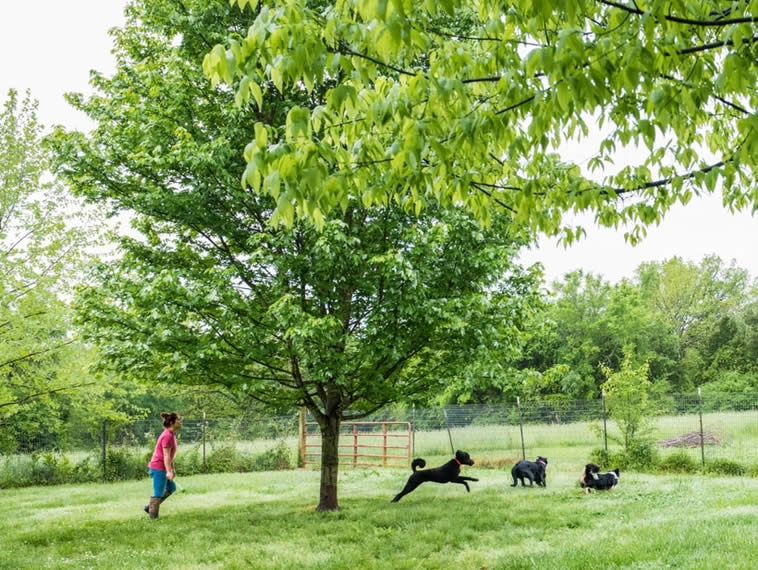 doggie dude ranch pictures of ranch